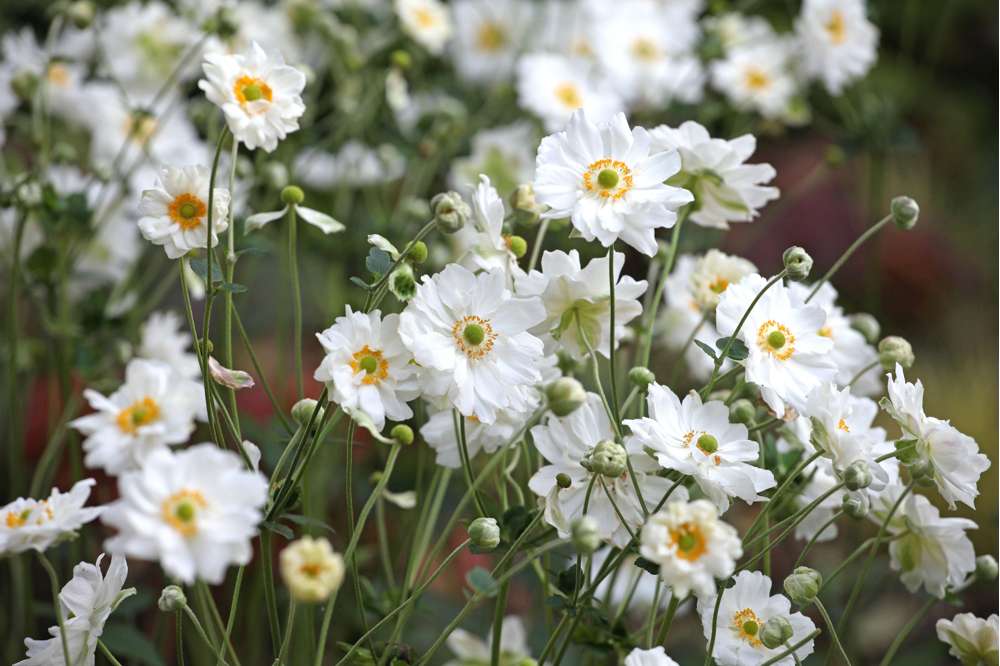 Høstanemone 'Whirlwind'